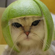 Image for article titled Where Memes Really Come From